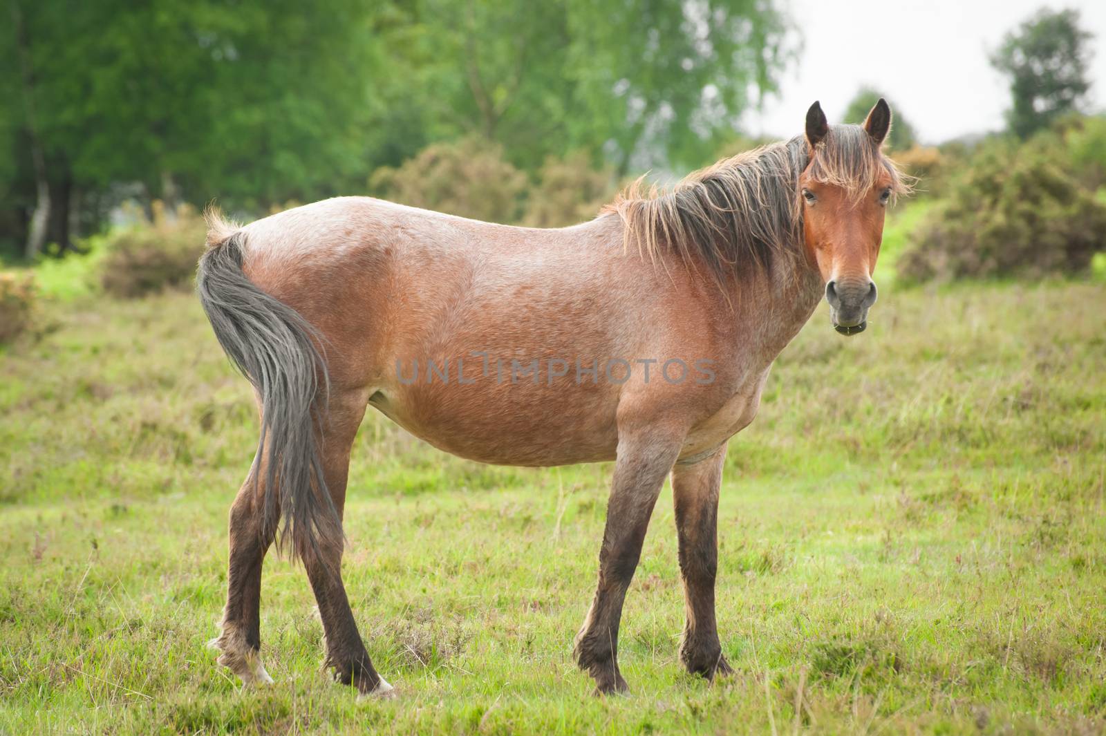 pony in the new forest national park in the UK