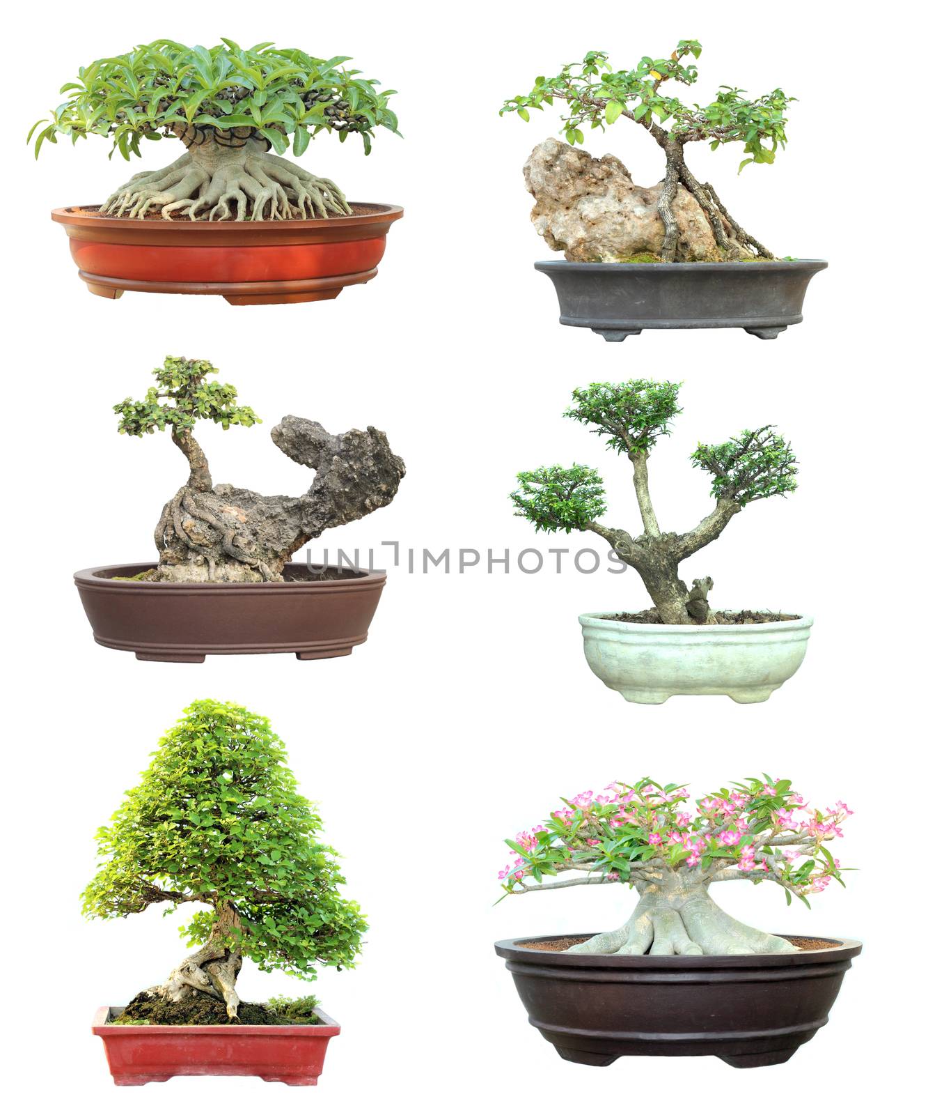 Set of trees in pots  by yod67