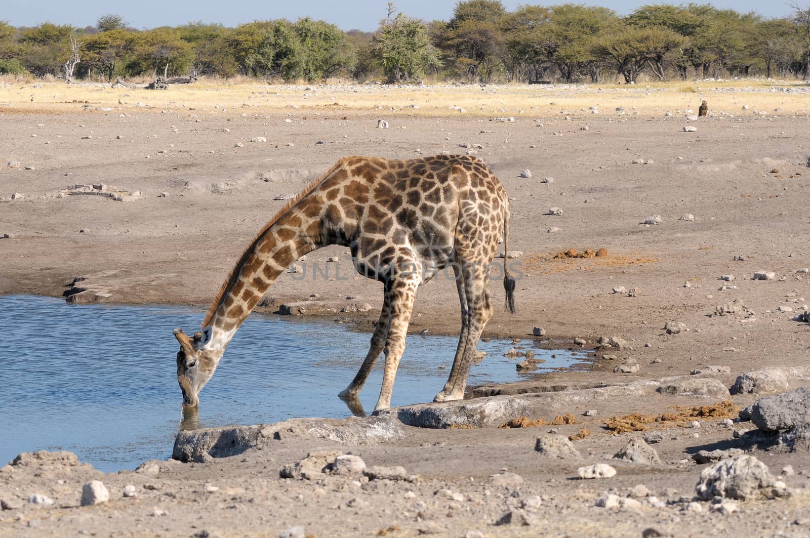 Giraffe drinking water, Etosha National Park, Namibia
