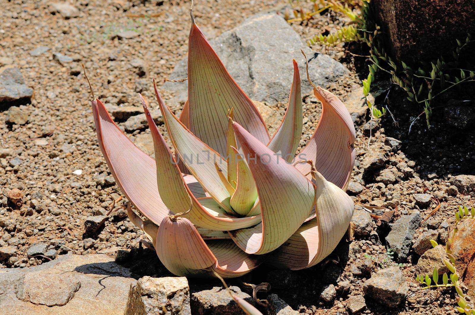 Coral Aloe with long lines on its blue-green leaves
