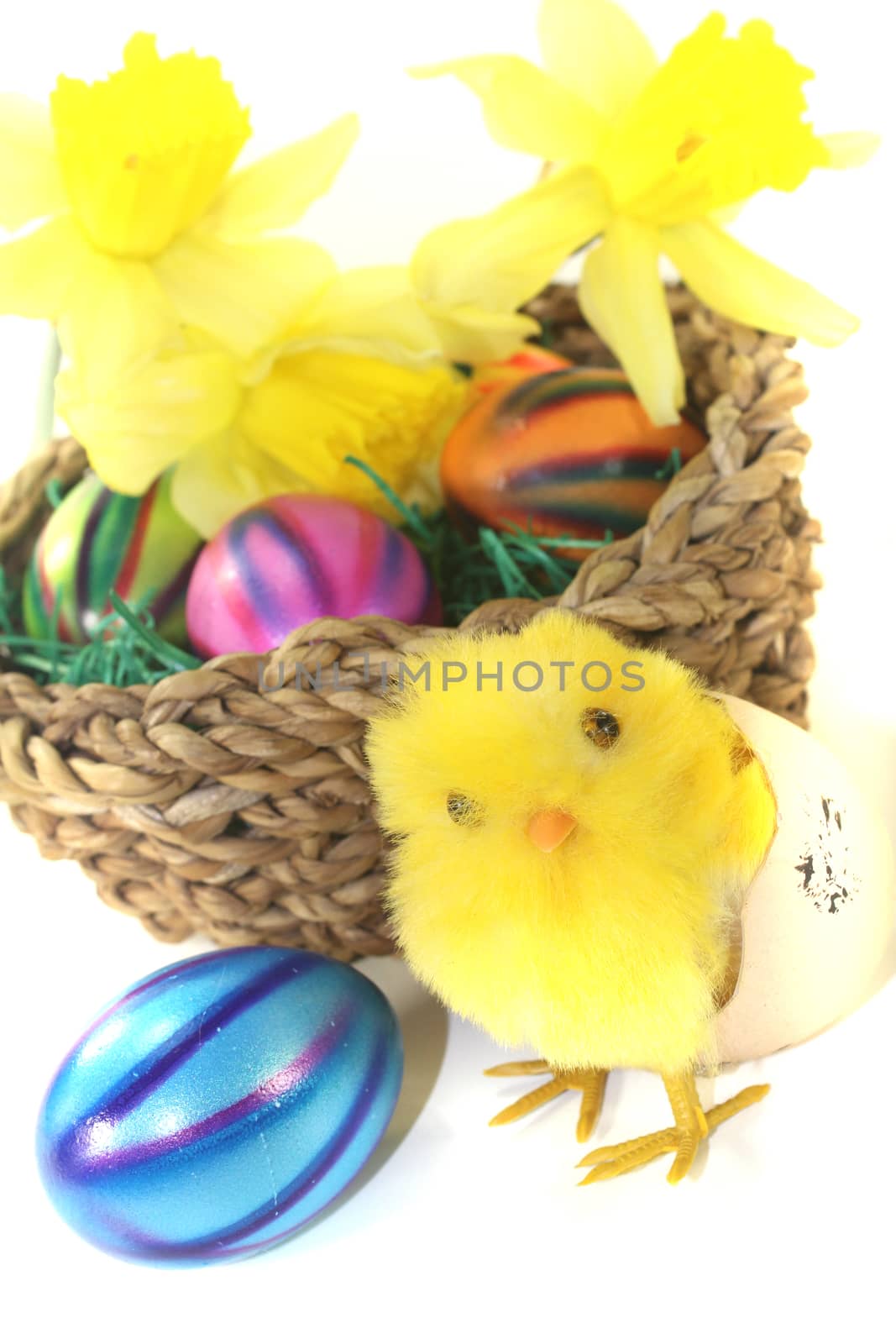 Easter Basket with chick and yellow daffodils by discovery