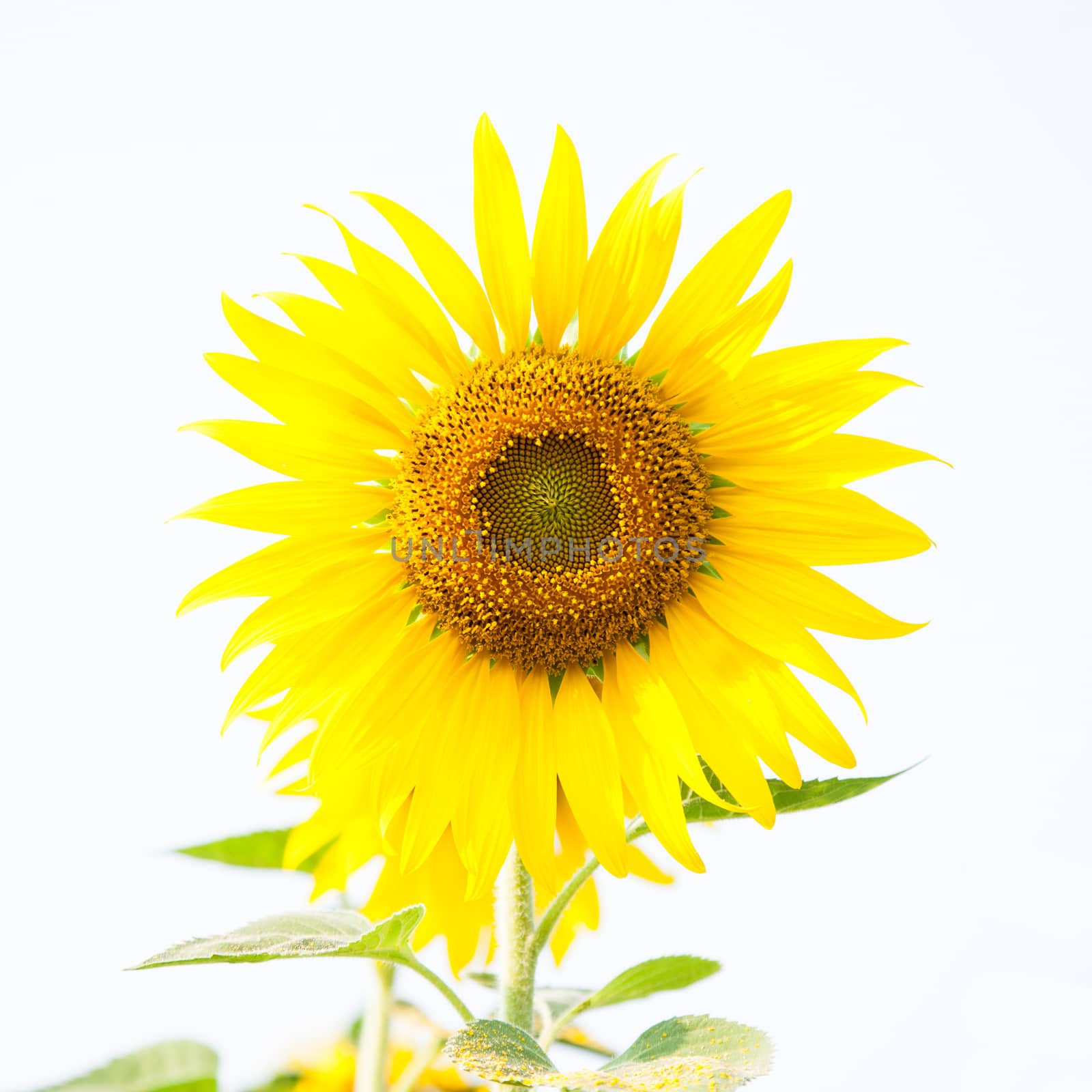 Sunflower in a field Sunflower in full bloom in the fields of agriculture.