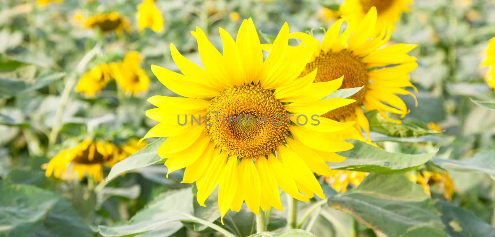 Sunflower in a field Sunflower in full bloom in the fields of agriculture.