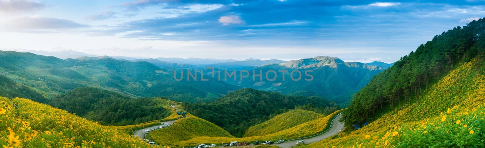 panorama mountain forest and flower field.On the mountain road through fields of flowers. As a source of tourism in Thailand