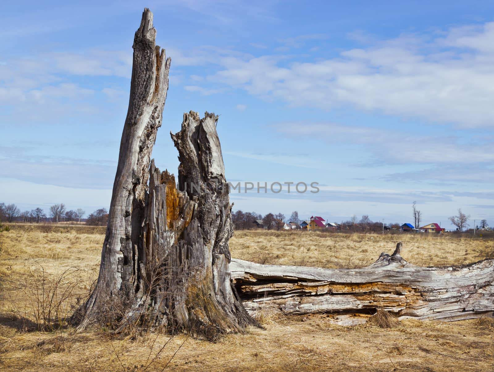 Spring landscape with rotten stump in the meadow