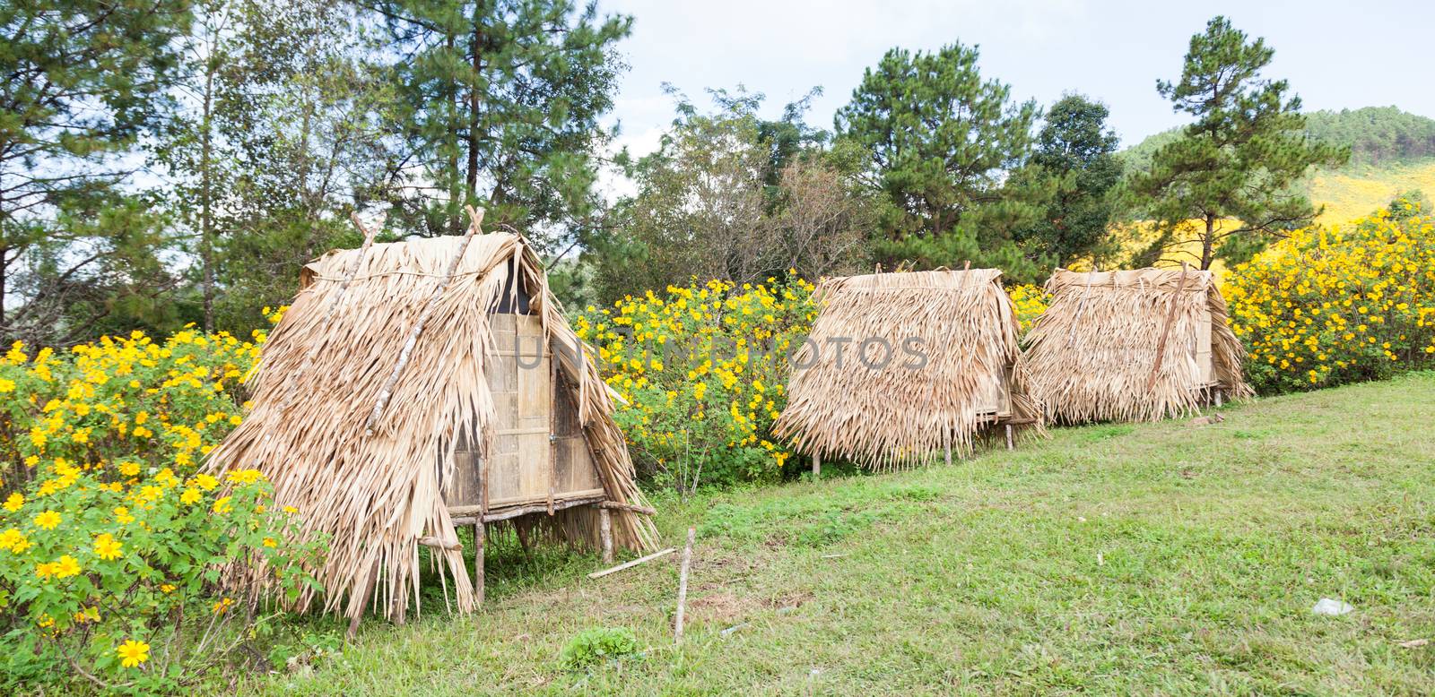 hut on the lawn With yellow flowers on the mountain side.