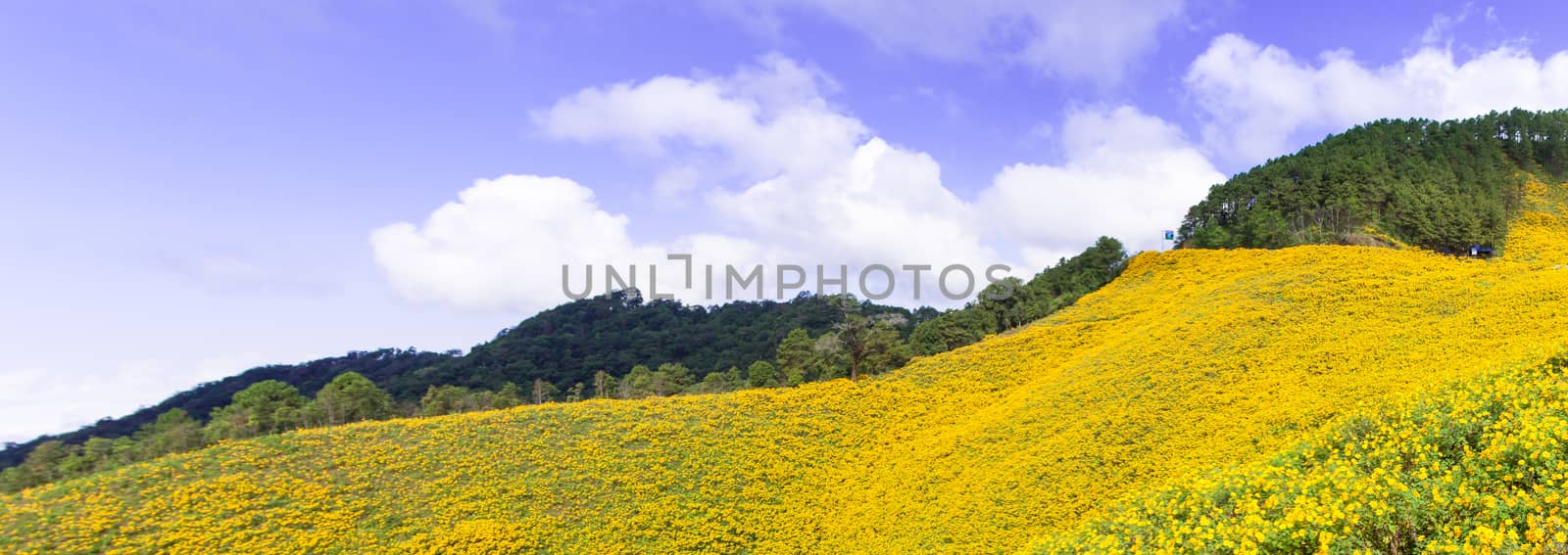 Field of yellow flowers Situated on the foothills of the mountains Cloud covered the sky