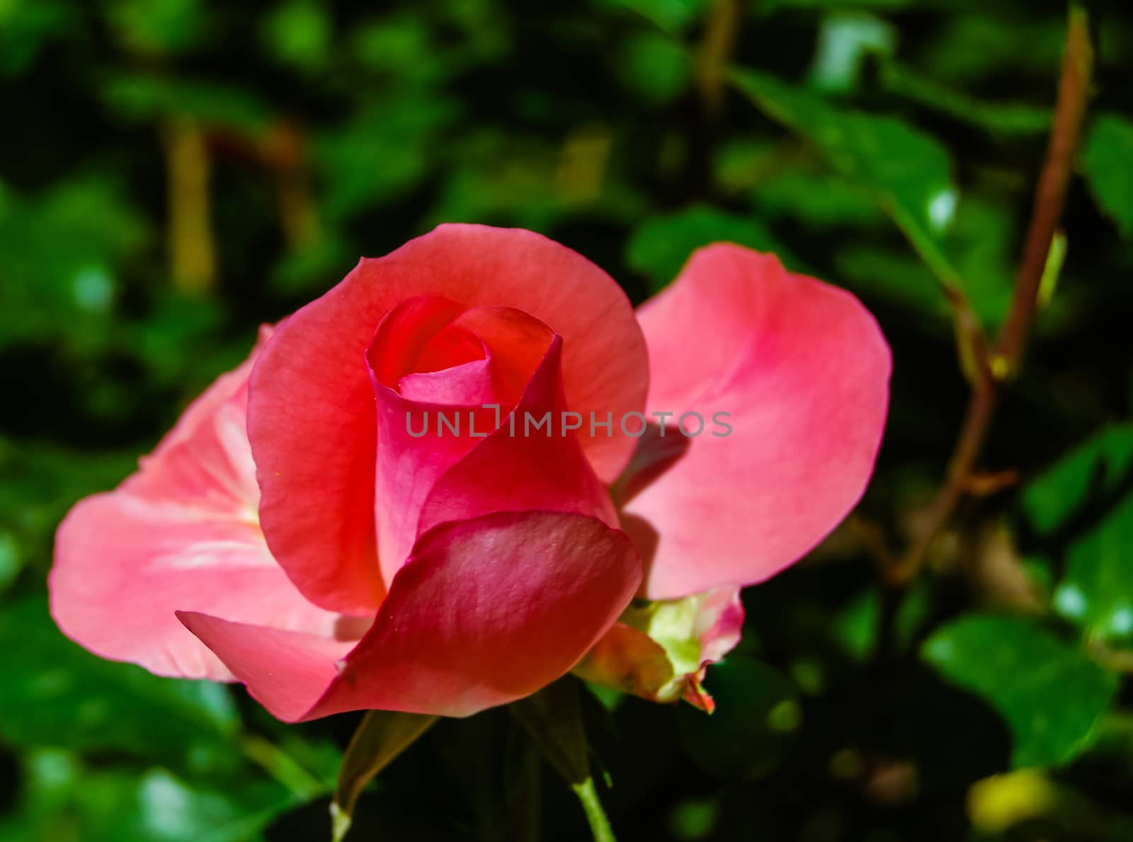 pink rose by Romas_ph