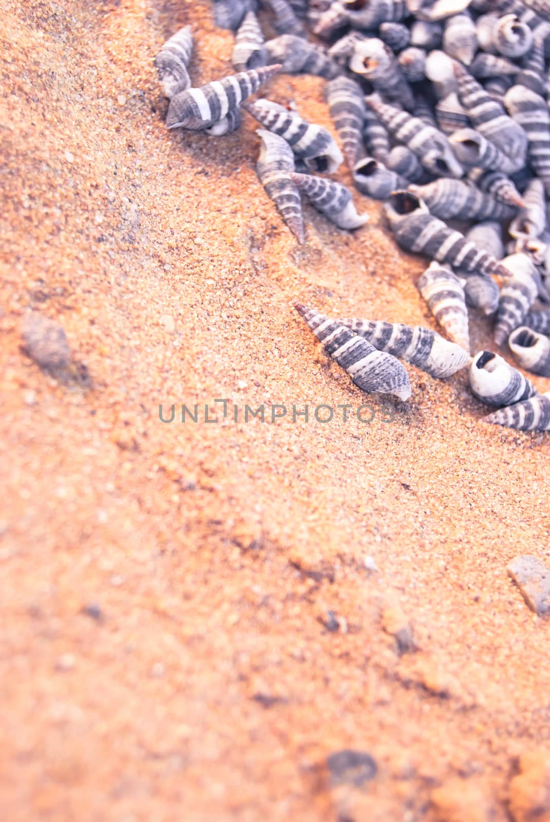 many small seashells on sandy beach, close up