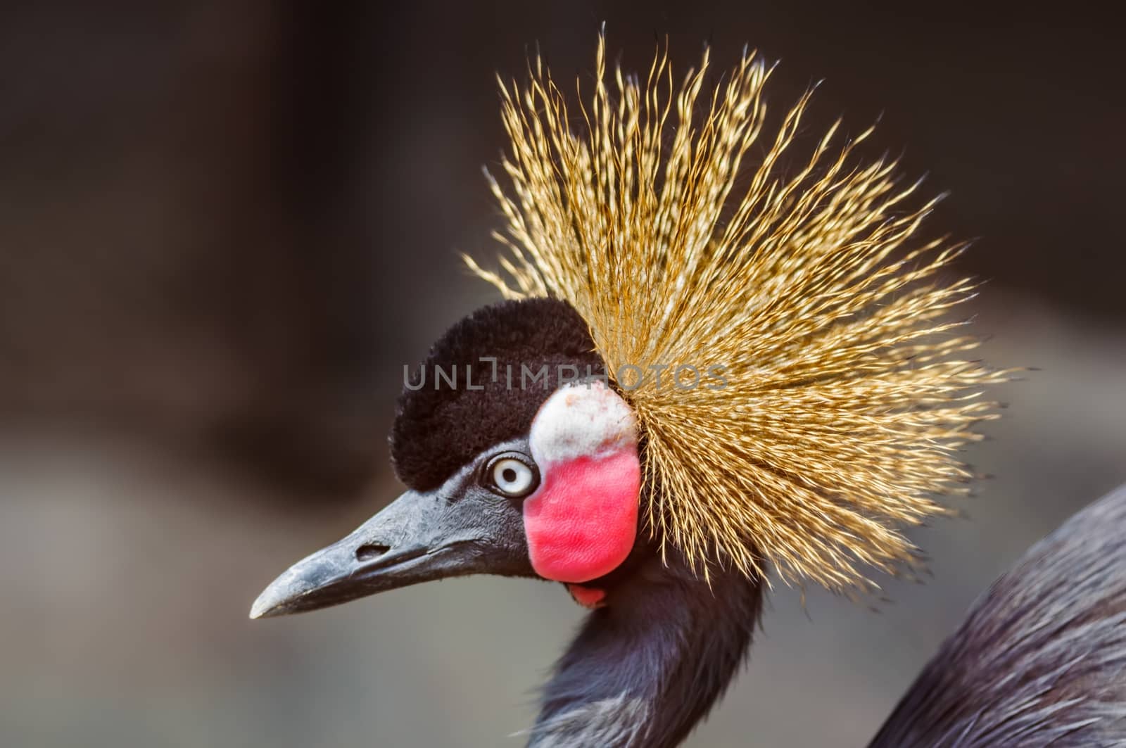 Close up portrait of Crowned Crane, Balearica pavonina, copy space