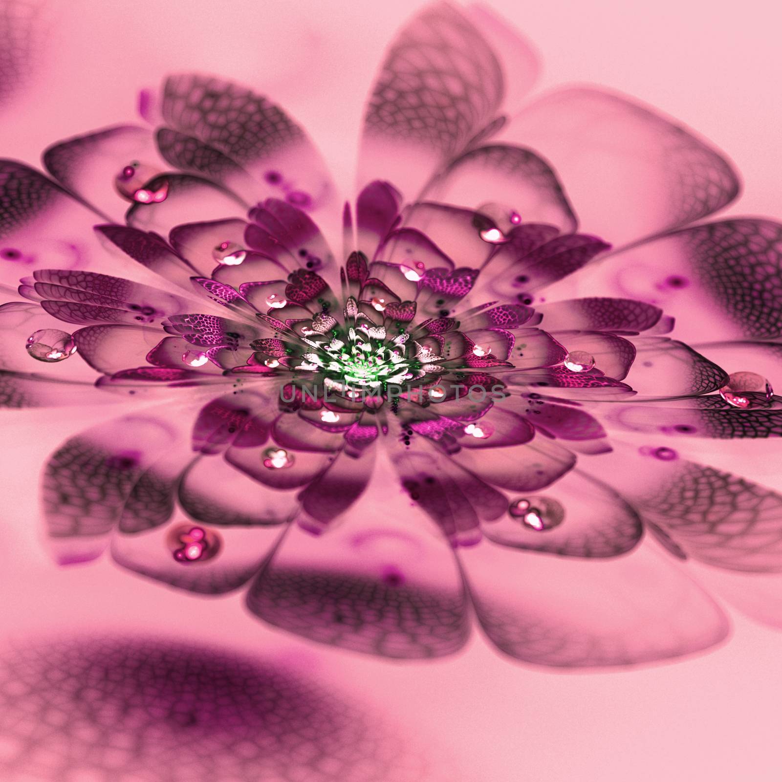 flower by Romas_ph
