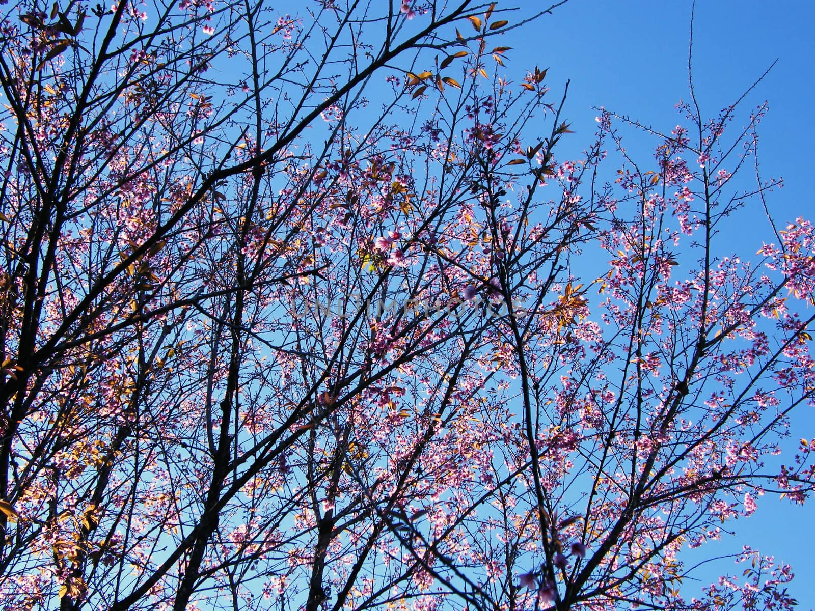 sakura flowers by nattapatt