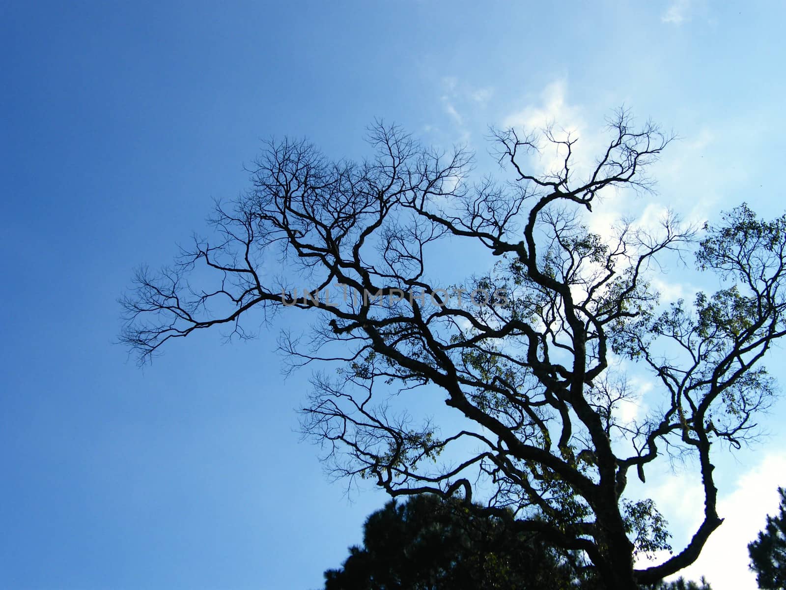 tree on sky by nattapatt