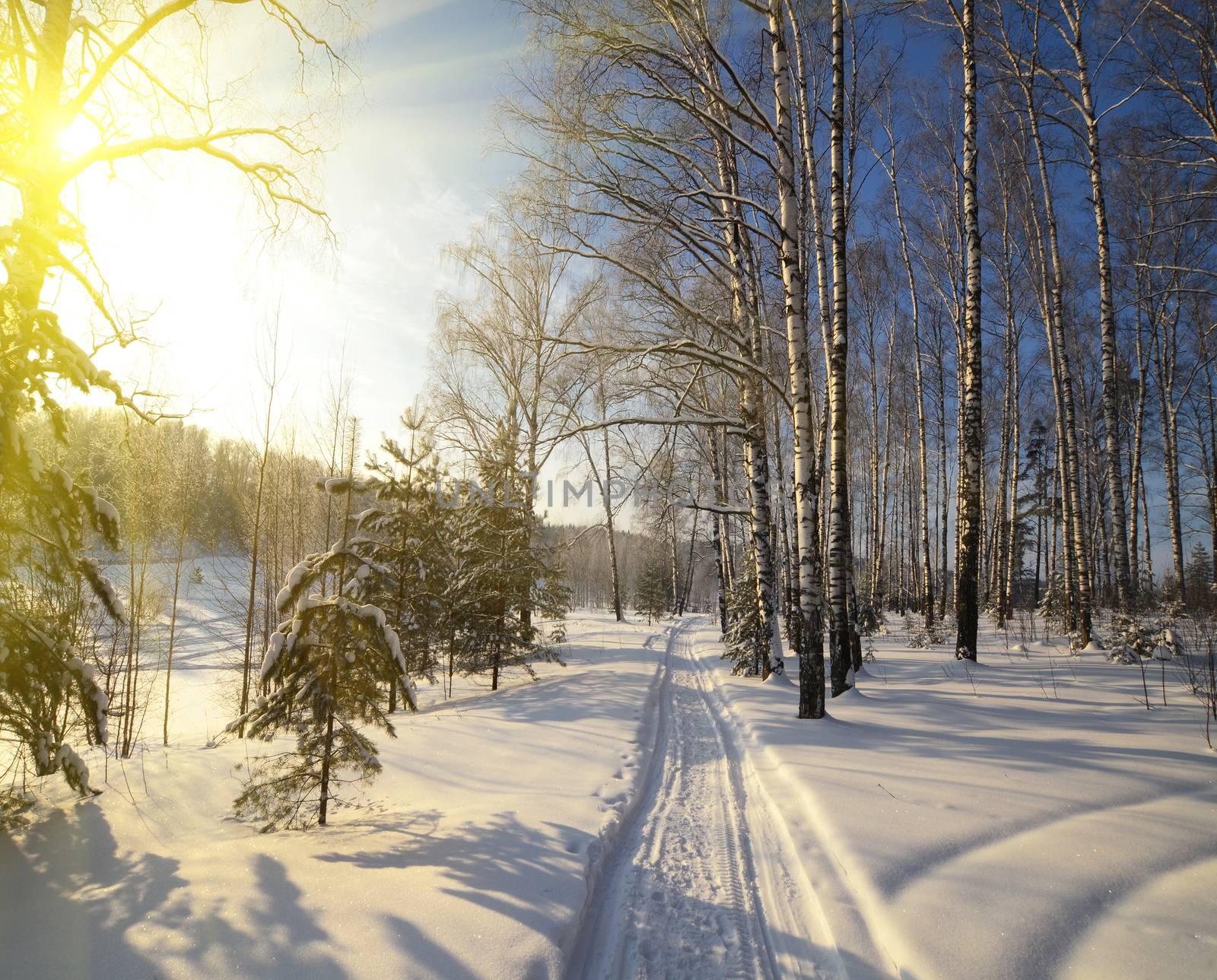Winter Path in the forest with sun at sunset