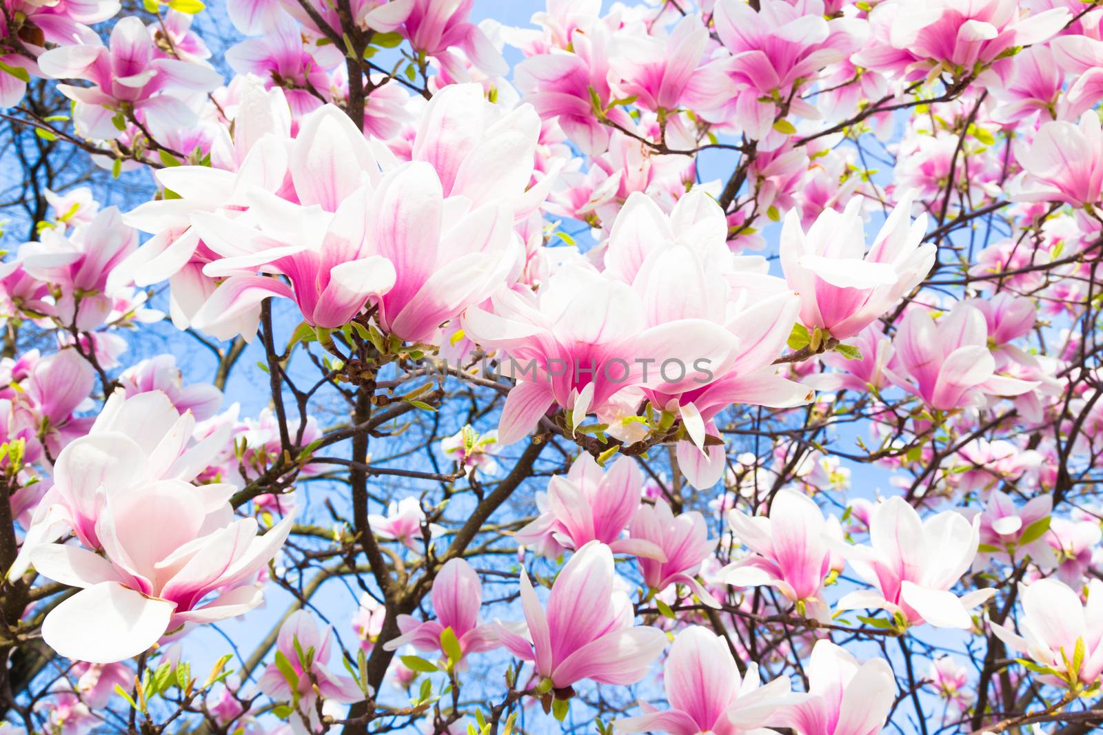 Beautiful magnolia tree blossom in spring time.