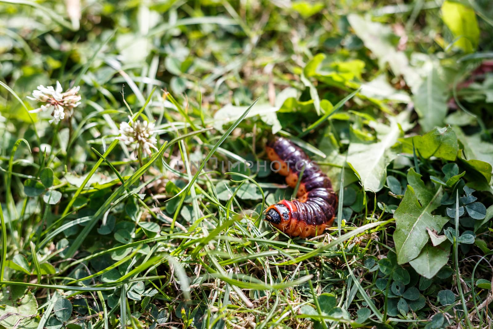 large caterpillar fast moving on green grass leaf