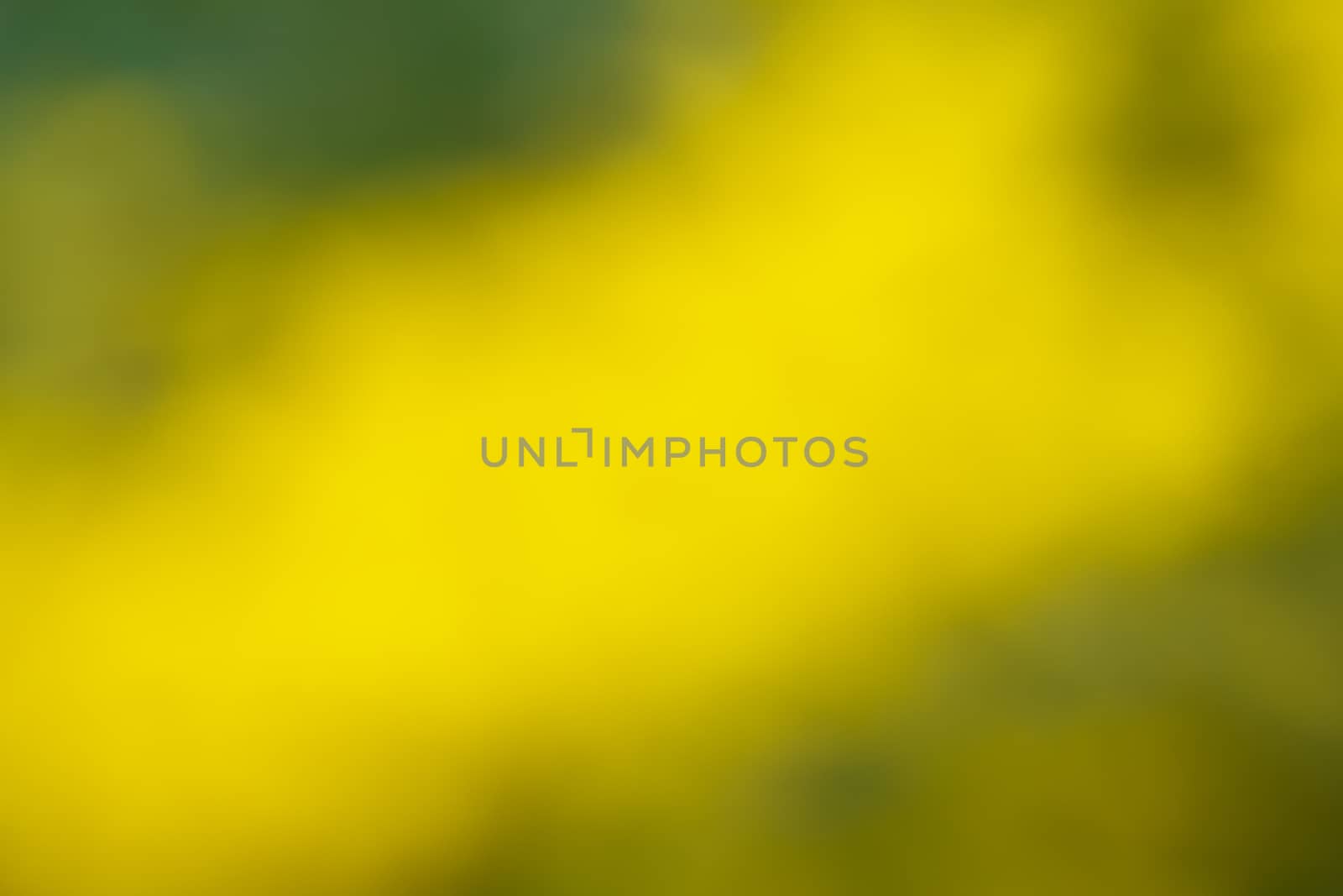 Beautiful abstract natural green and yellow blur Bokeh in sunny day