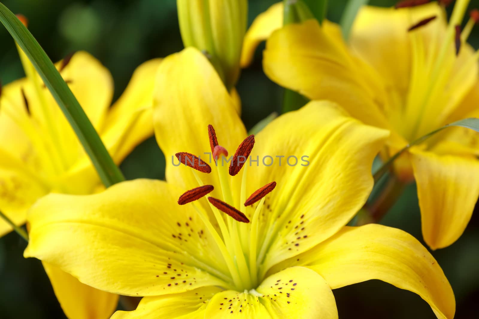 Close up detail of flowering yellow lily with shallow focus