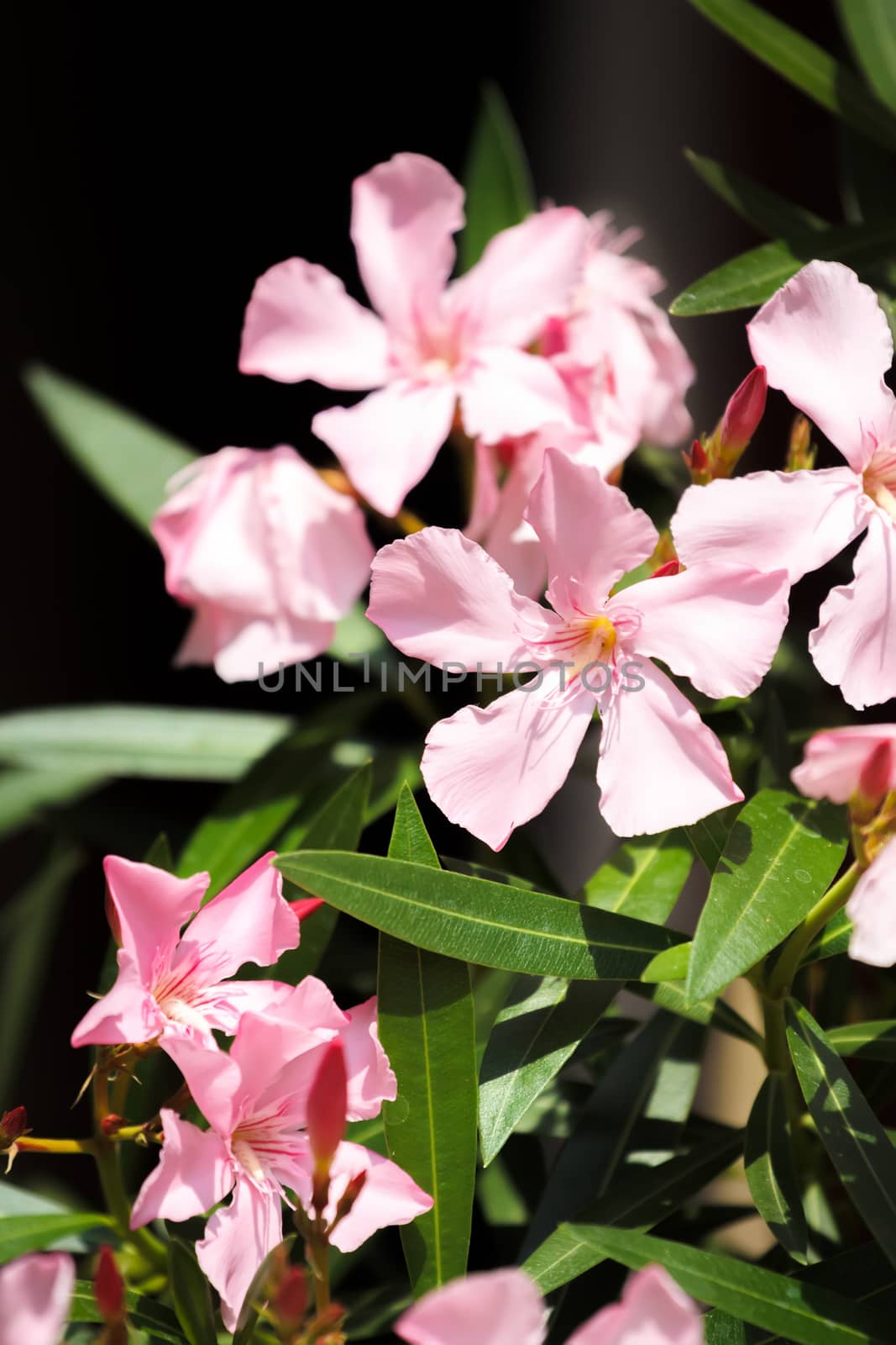 pink spring flower in garden with shallow focus