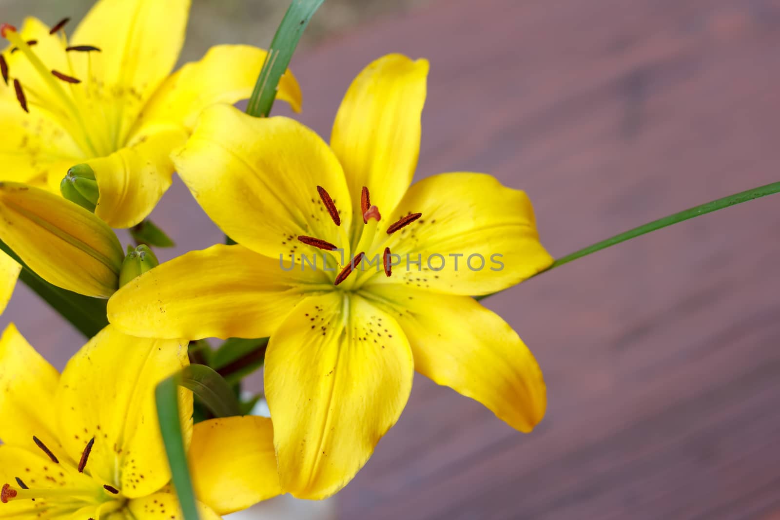 Close up detail of flowering yellow lily with shallow focus