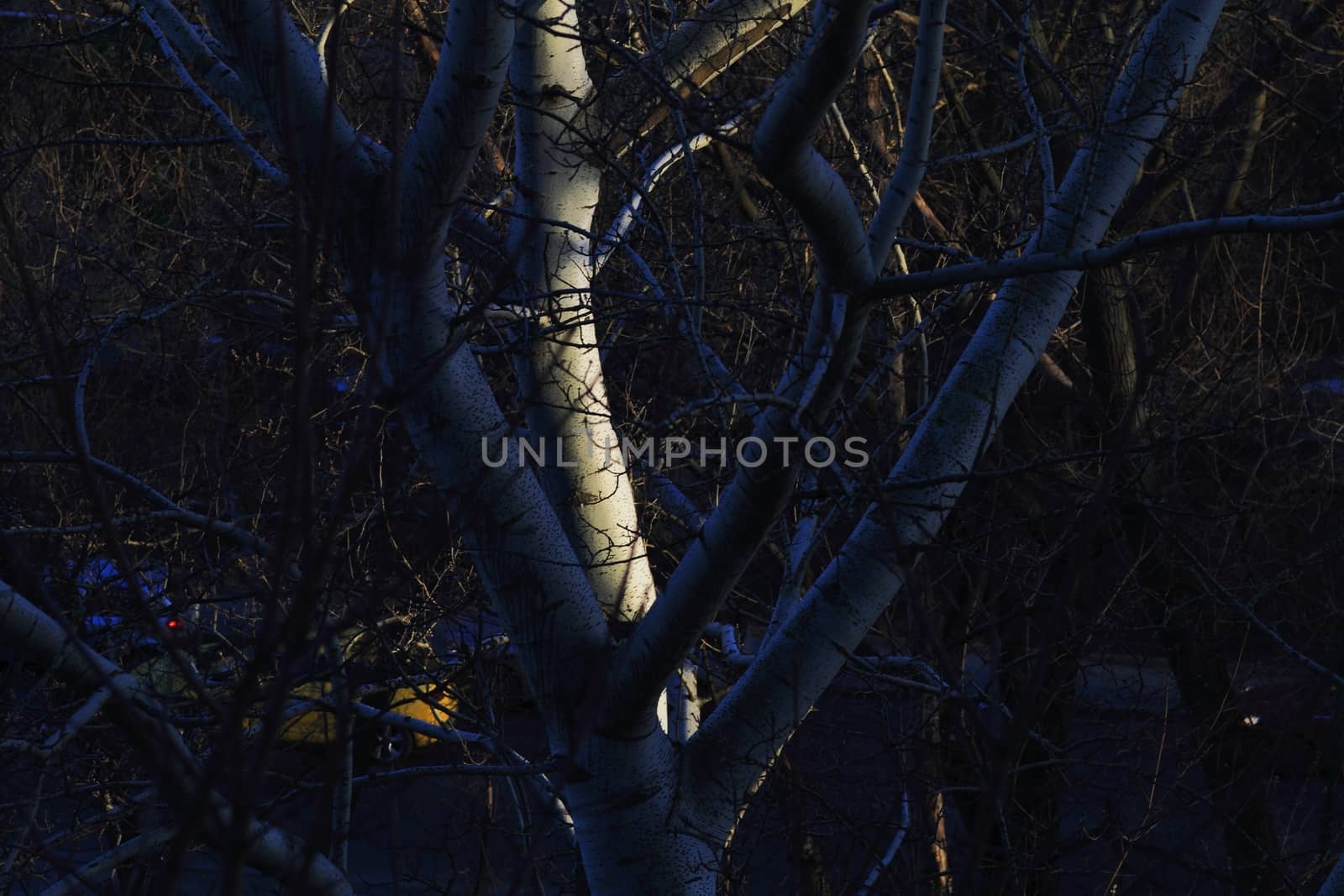 The evening trees by victorych