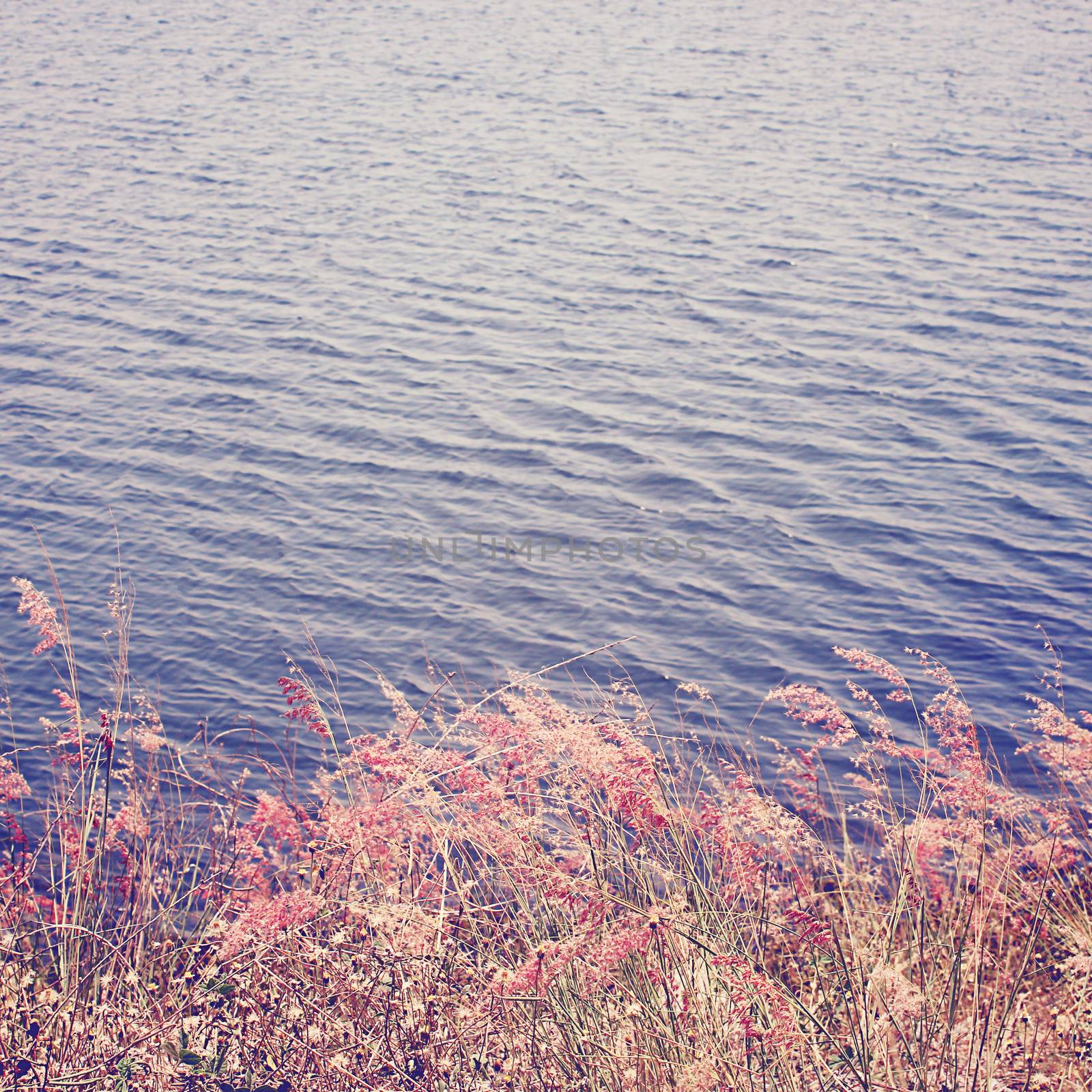 Colorful grass field on lake with retro filter effect