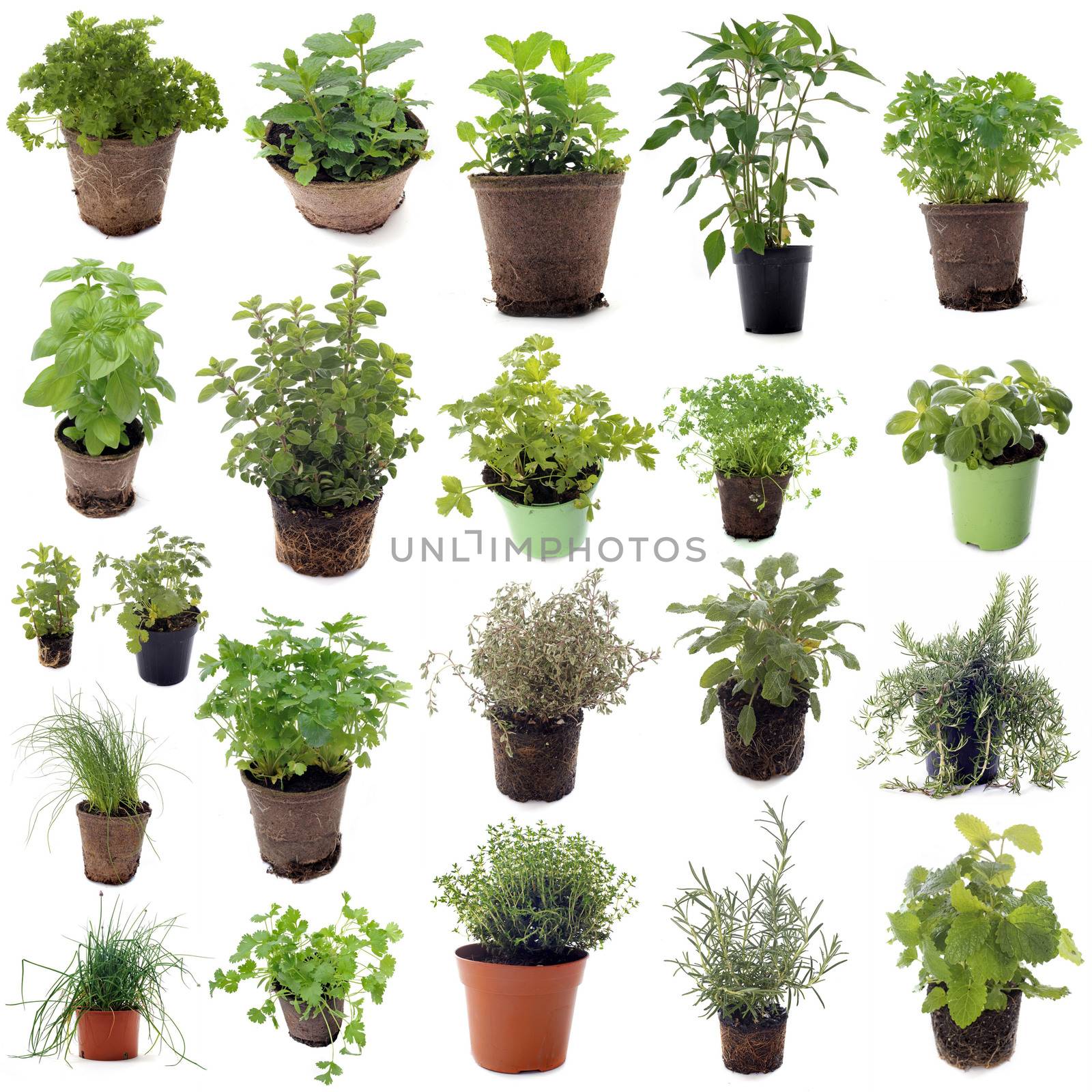 aromatic herbs in front of white background