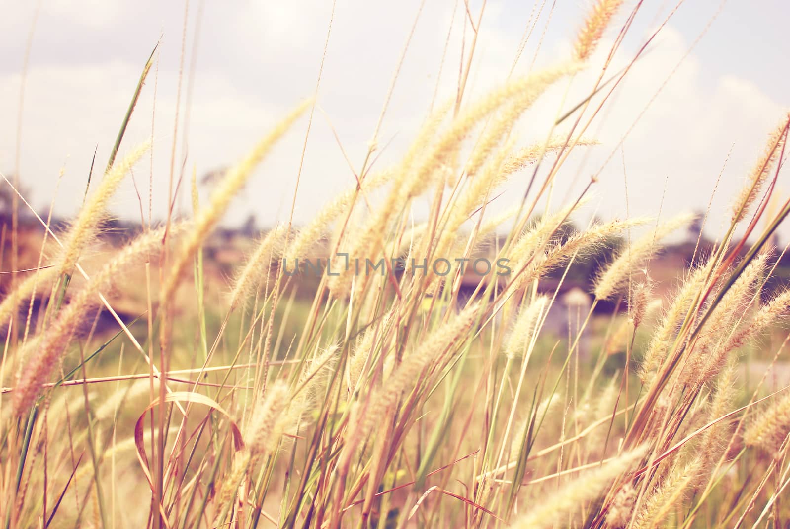 Close up of golden grass field with retro filter effect by nuchylee