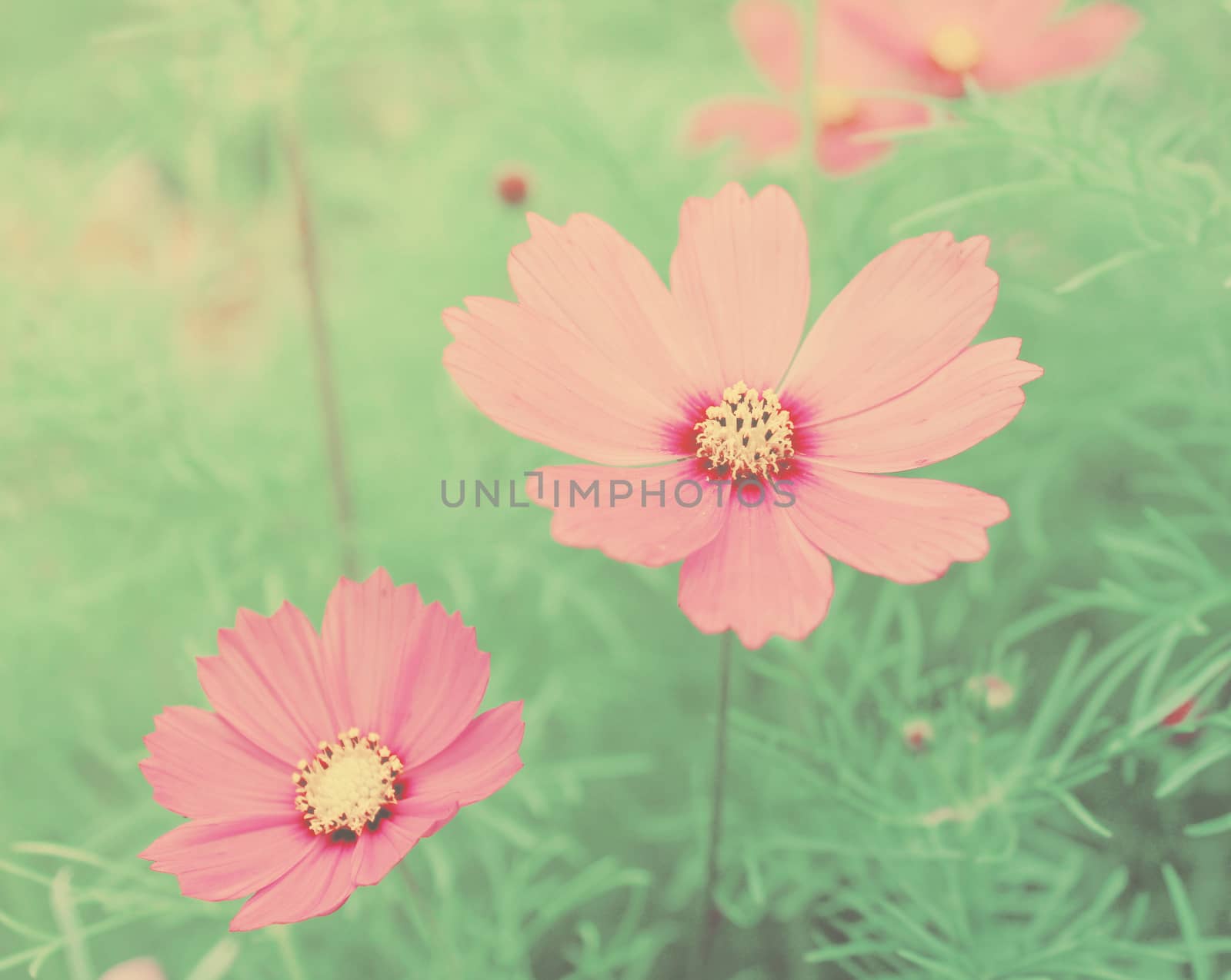 Pink blossom flowers with retro filter effect