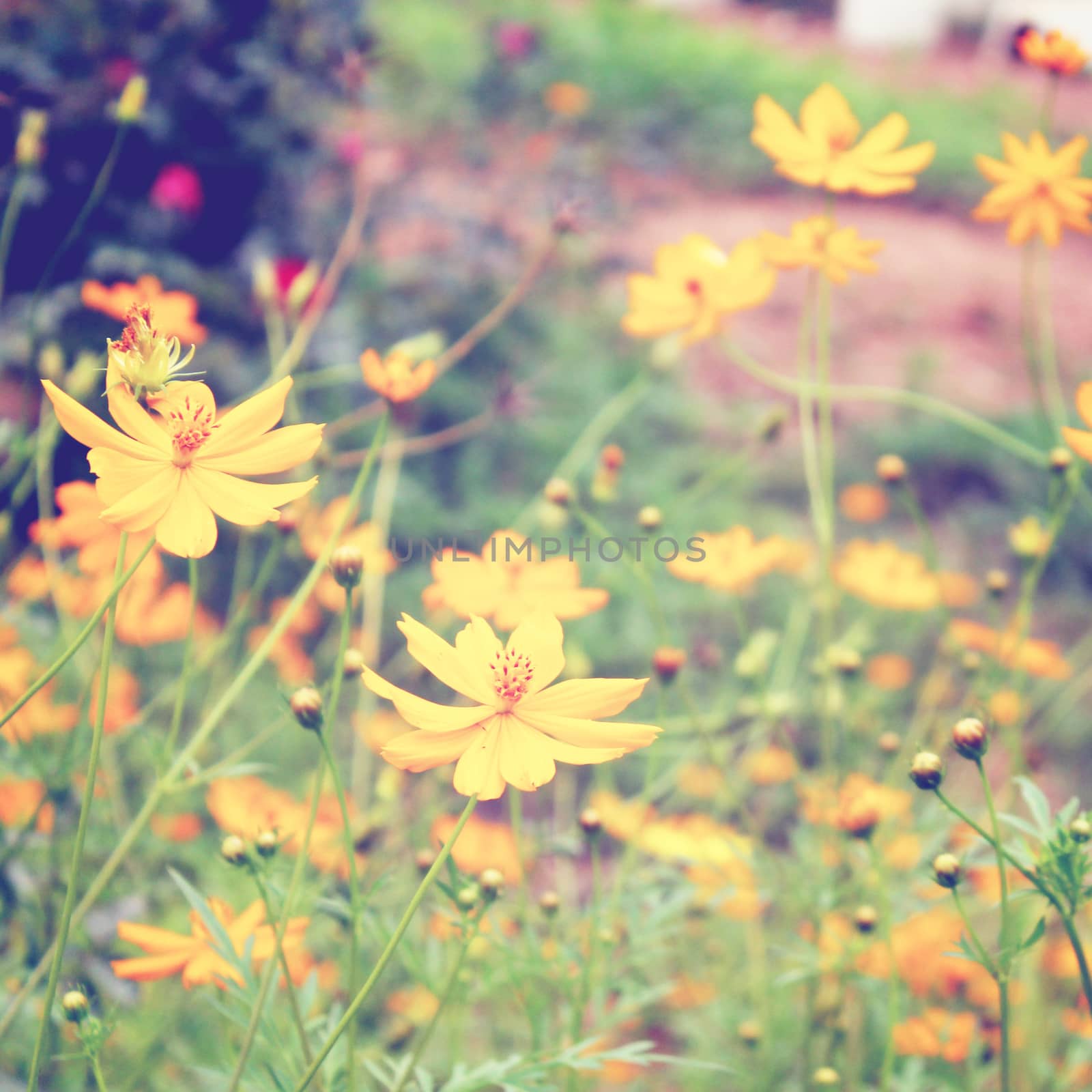 Yellow blossom flowers with retro filter effect 