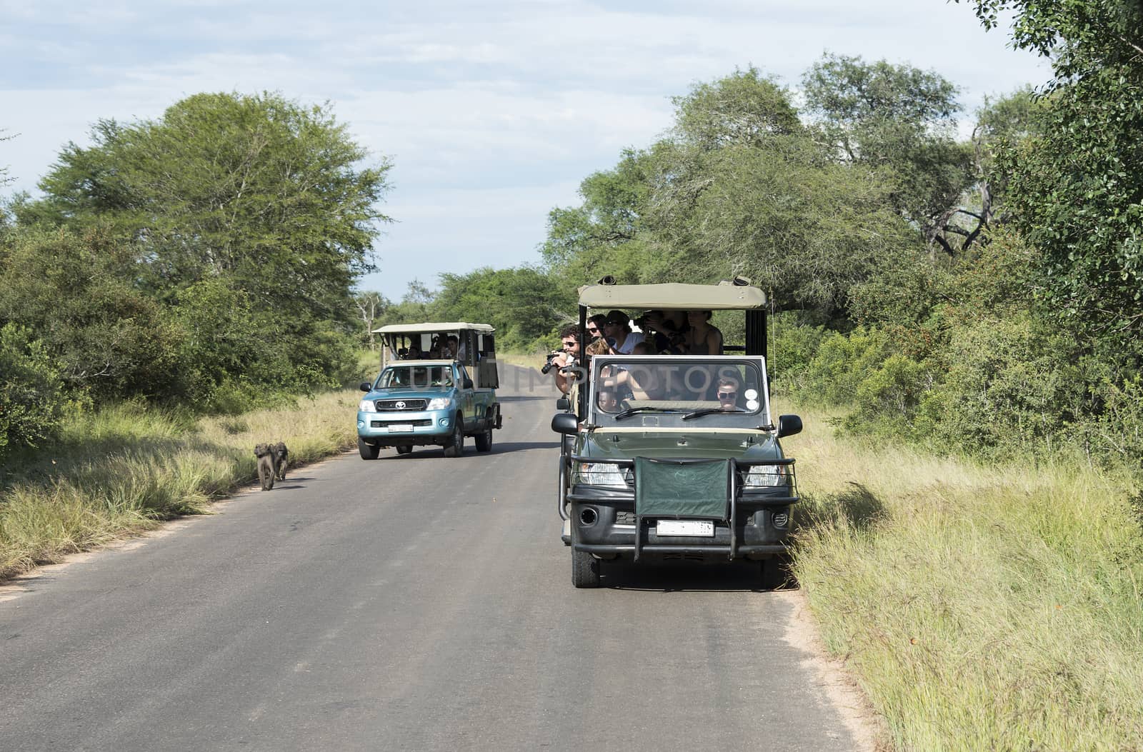 people on safari in kruger national park by compuinfoto
