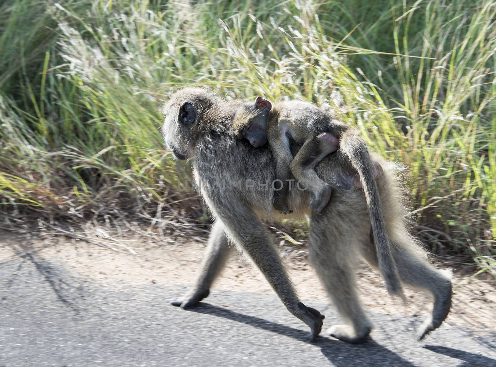young baby baboon monkey on mothers back in kruger national park