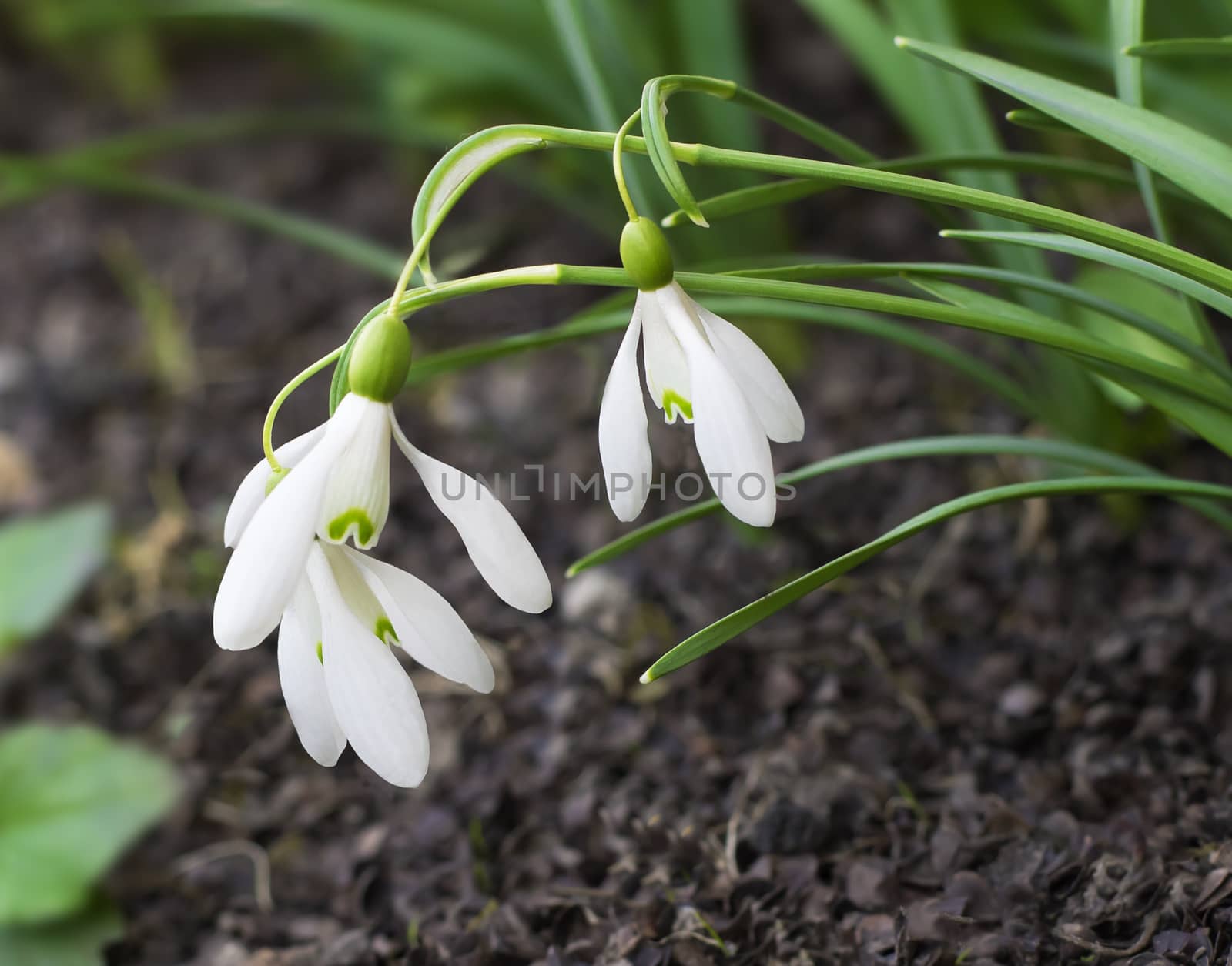 Snowdrops - the first spring flowers. by georgina198