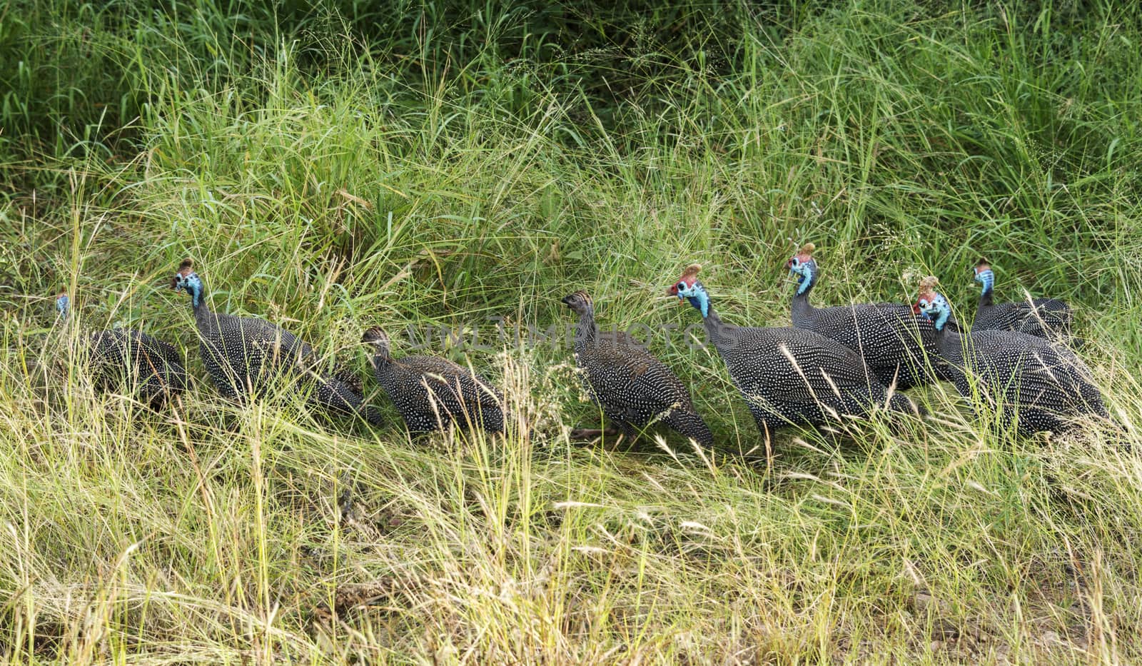 group of helmeted guineahen or Numida meleagris in wild kruger nature reserve