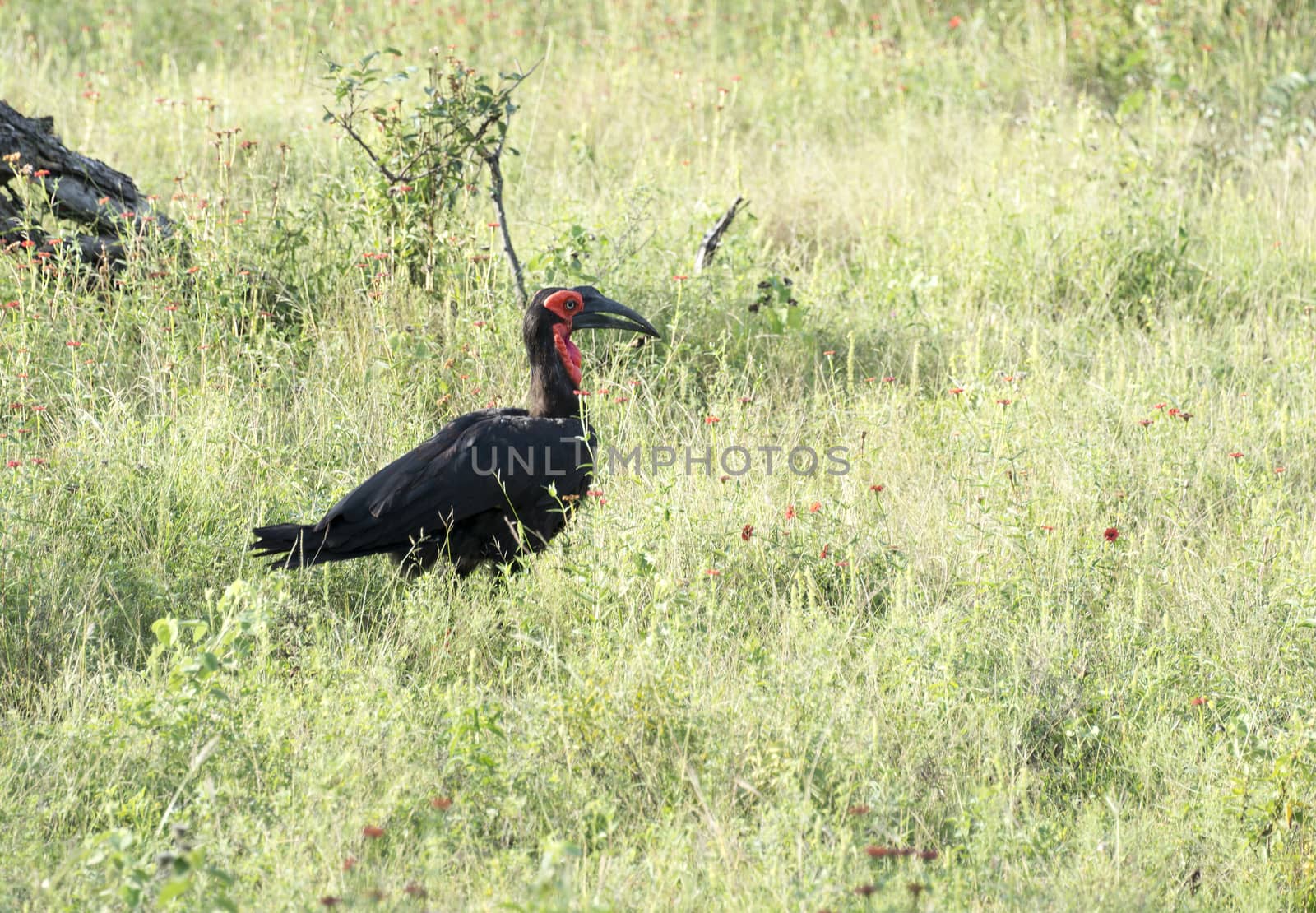 southern ground hornbill in kruger national park south africa