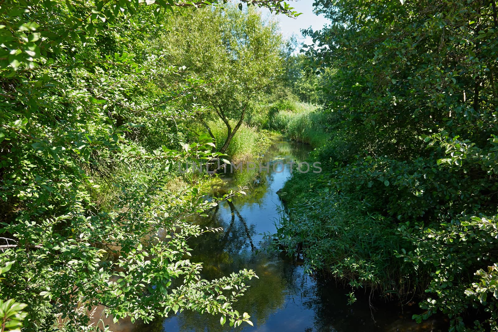 Small beautiful brook stream river in a green lush forest nature background                                               