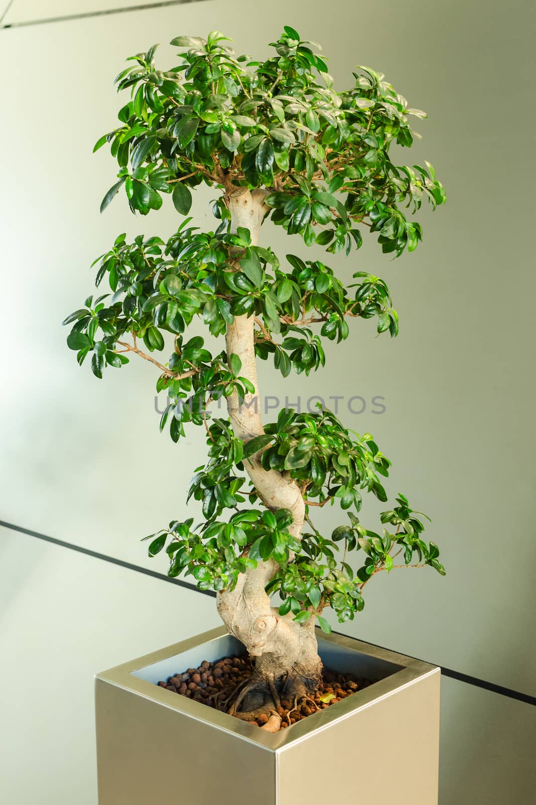 Miniature ficus tree - bonsai Japanese traditional art in interior of modern office