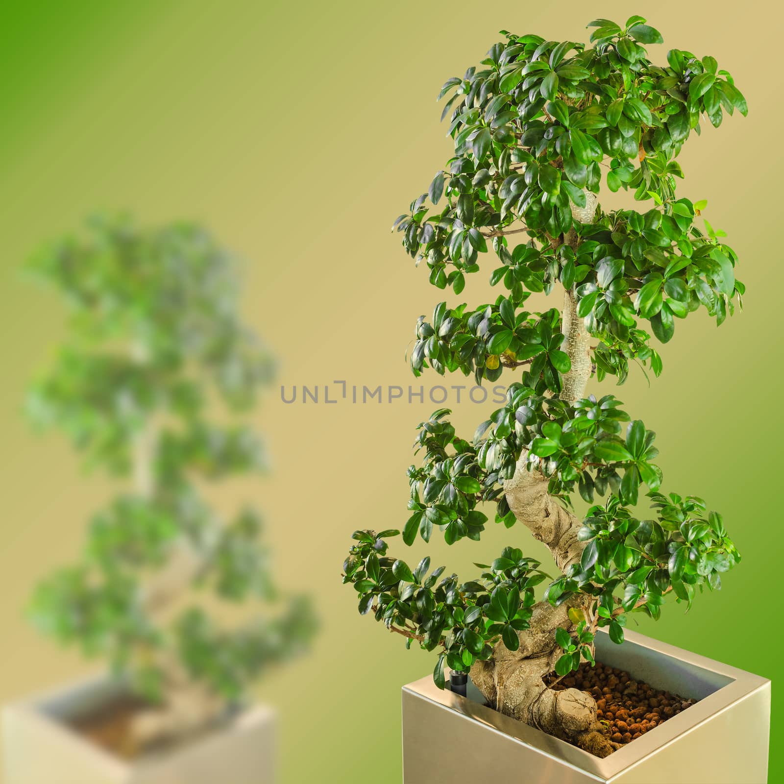 Ficus bonsai dwarf tree on gradient blurred background with free place for copy-space your text