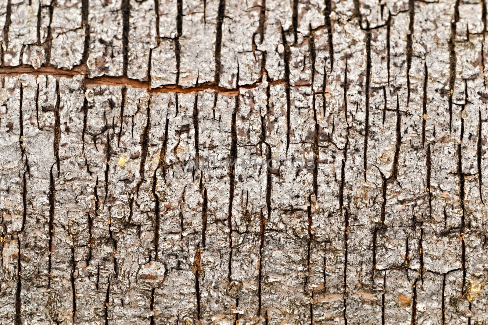 Vertical cracks in bark of tree by Ahojdoma