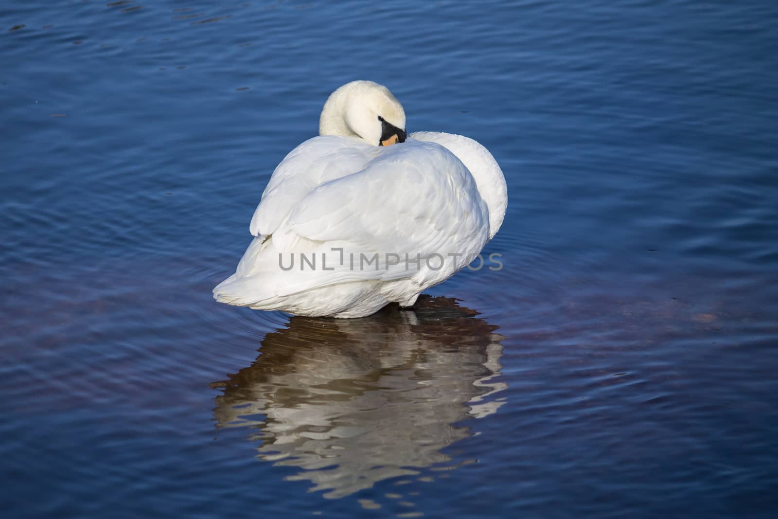 White swan standing on an underwater rock