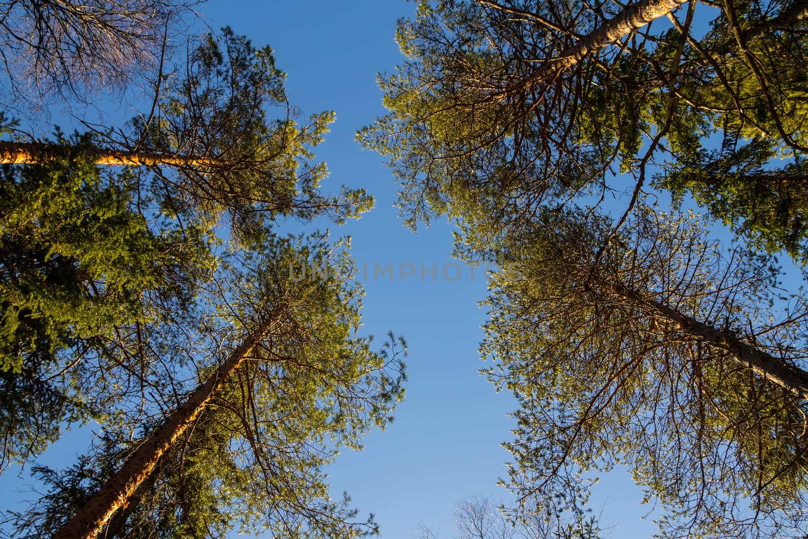 Trees against the blue sky by Alexanderphoto