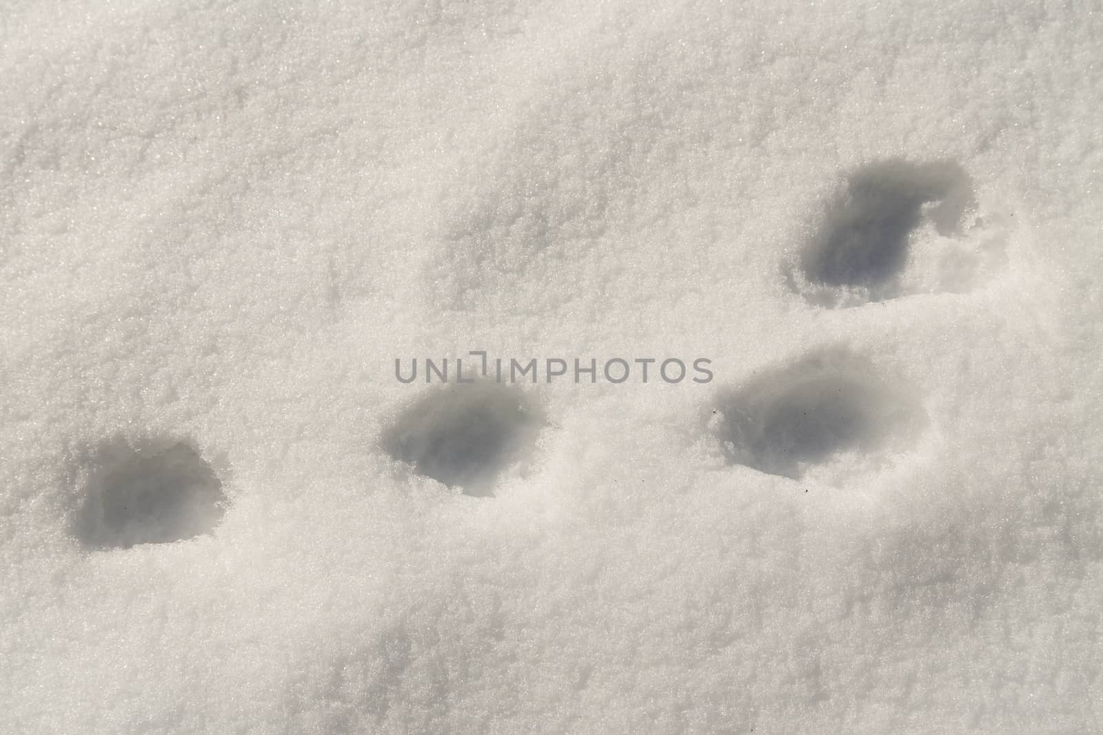Rabbit tracks in the snow