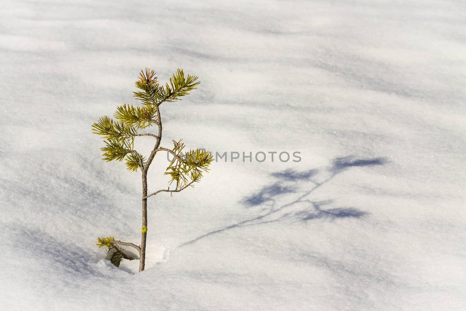 Pine plant growing from the snow in a sunny day