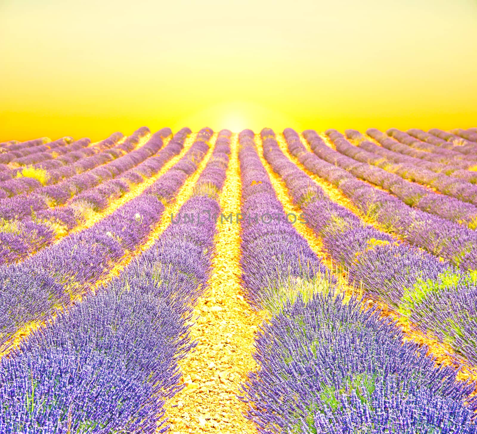 Sunrise in a lavender field