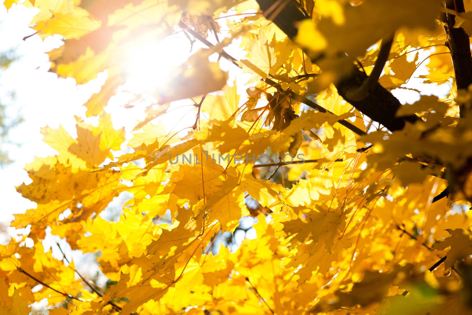 bright sun and autumn leaves