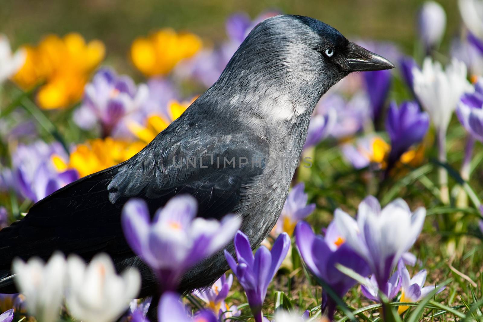 Crow in the flower bed with crocuses