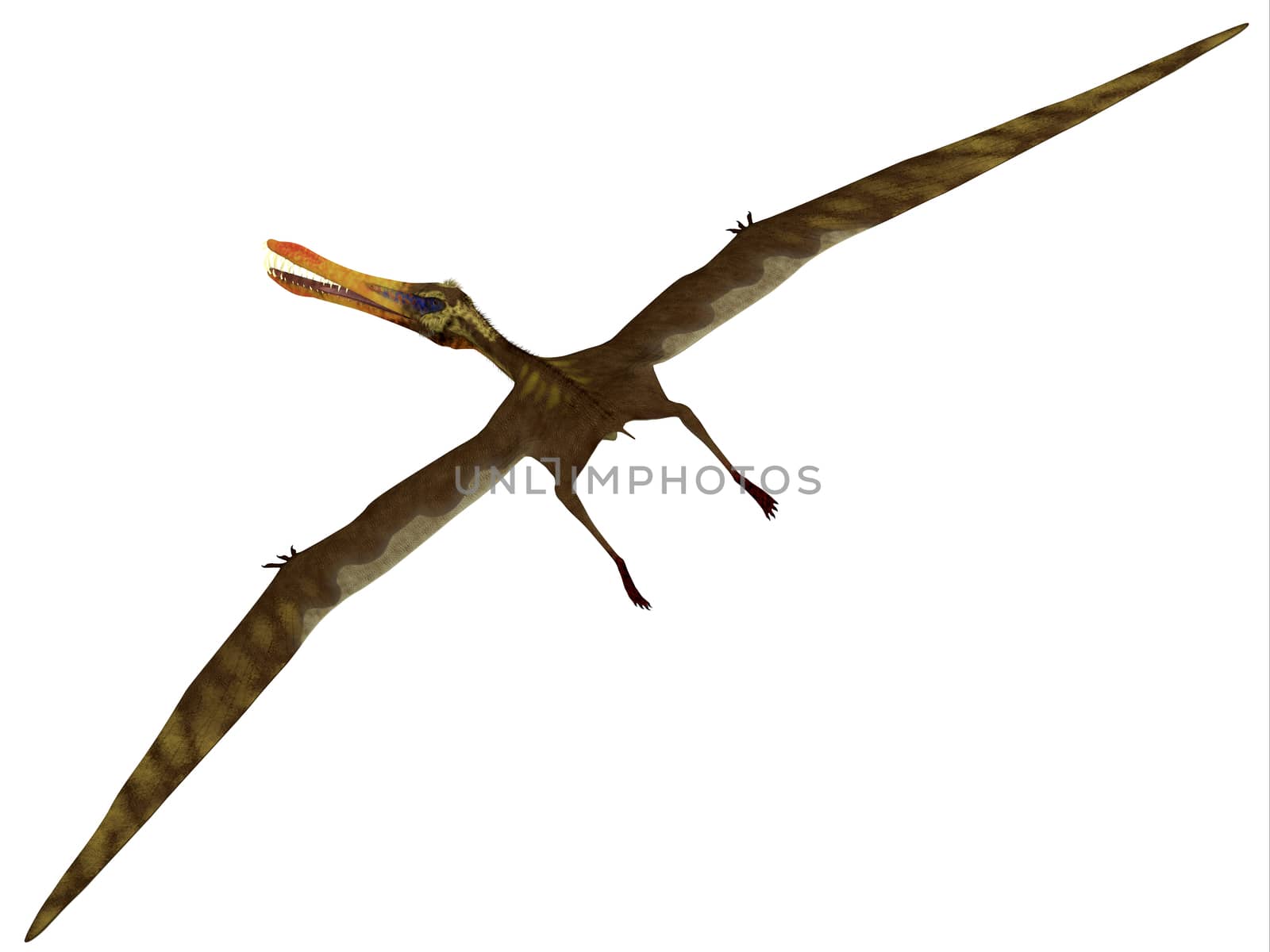 Anhanguera was a fish-eating pterosaur from the Cretaceous era of Brazil.