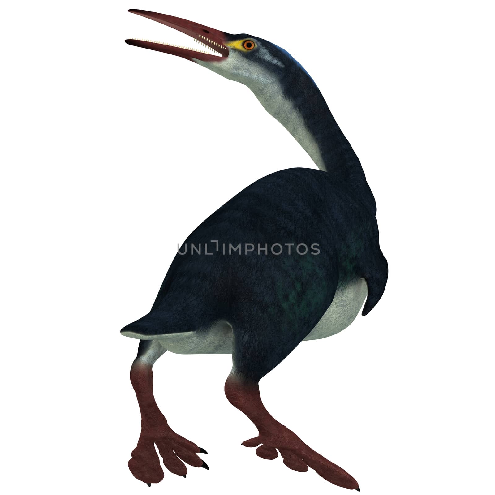 Hesperornis was a a flightless aquatic bird that lived in the Cretaceous era in Kansas and Canada.