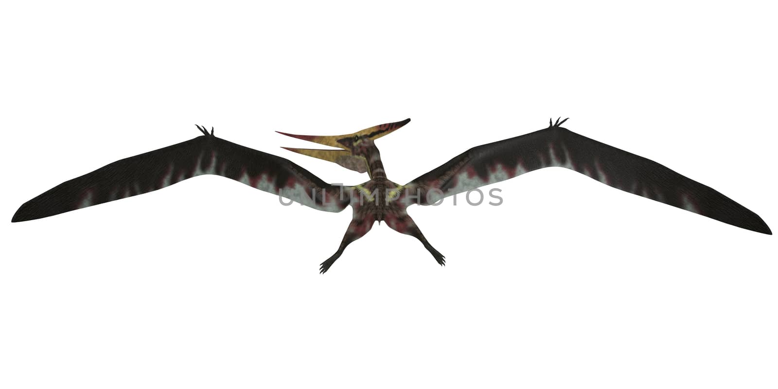 Pteranodon Flight on White by Catmando