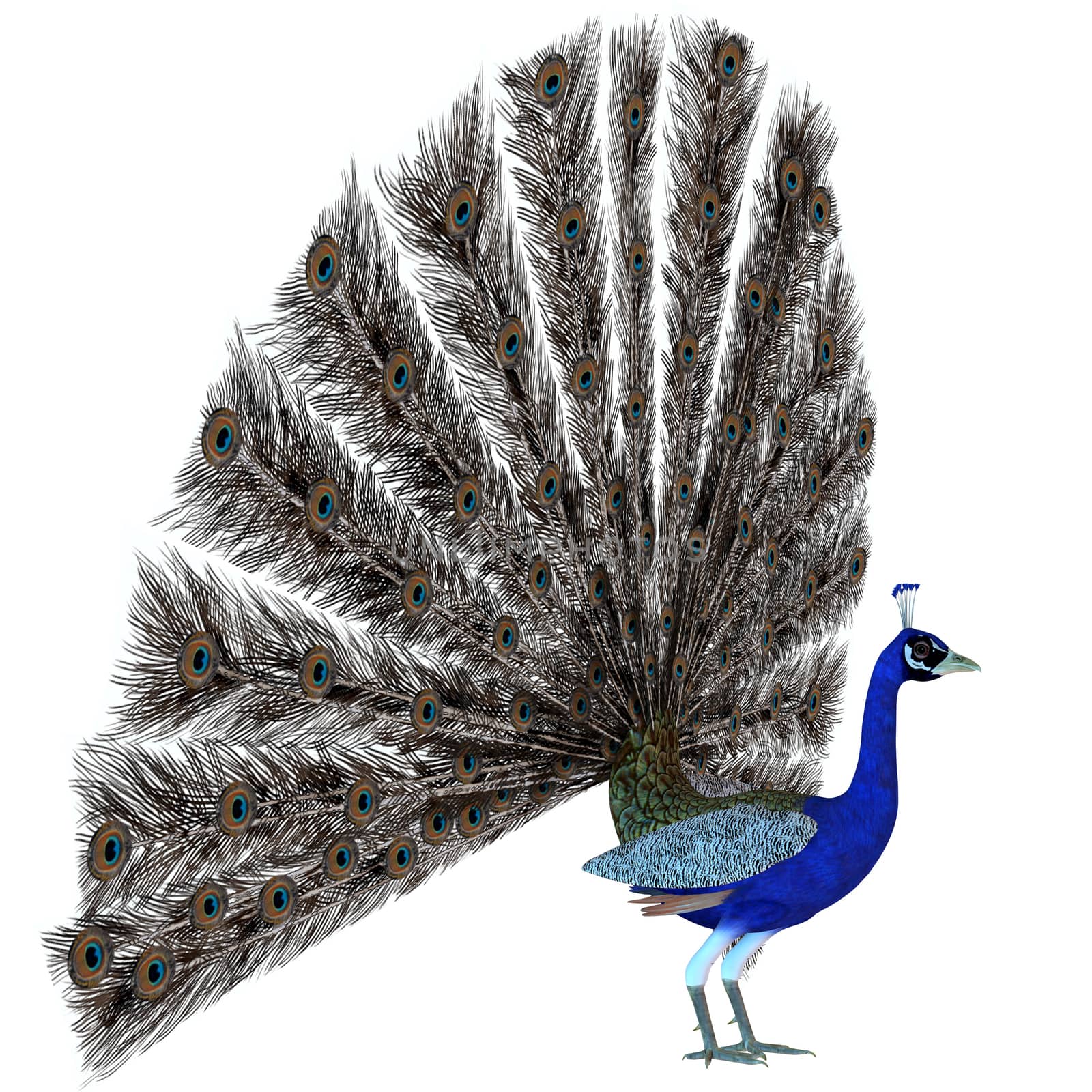 A male Peacock bird displays his tail feathers in a courtship ritual for the species.
